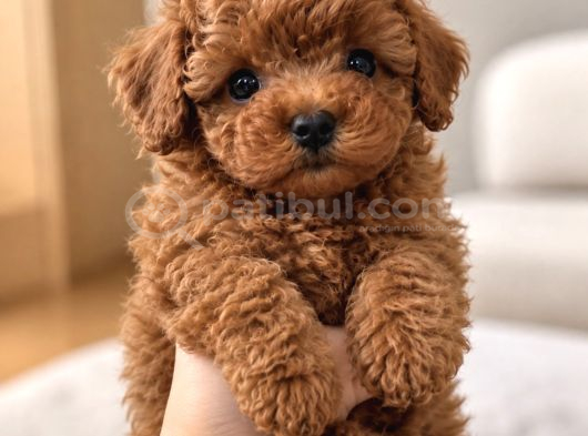 Baby Face Poodle Yavrularımız Yeni Ailelerini Bekliyor