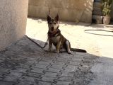 Dik Kulak Simit Kuyruk Tüm Aşıları Tam