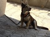 Dik Kulak Simit Kuyruk Tüm Aşıları Tam