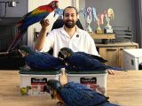 Yasal Belgeli̇ Yavru El Besleme Bebek Macaw Papağanlari