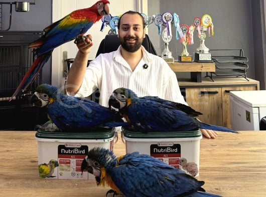 YASAL BELGELİ YAVRU EL BESLEME BEBEK MACAW PAPAĞANLARI