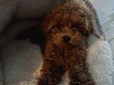 Irk Garanti̇li̇ Toy Poodle Bebekler