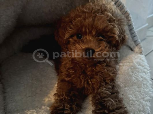 IRK GARANTİLİ TOY POODLE BEBEKLER