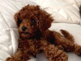 Red Bebek Toy Poodle