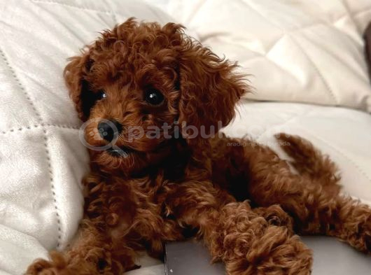 Red Bebek Toy Poodle görsel