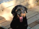 ROTTWEILER YAVRULARI YENİ AİLELERİNİ BEKLİYOR