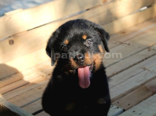 Rottweiler Yavrulari Yeni̇ Ai̇leleri̇ni̇ Bekli̇yor