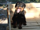 Rottweiler Yavrulari Yeni̇ Ai̇leleri̇ni̇ Bekli̇yor