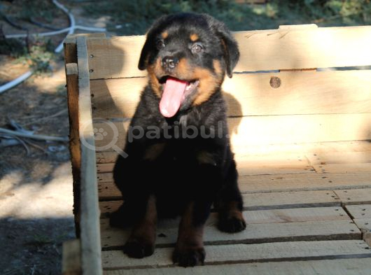 Rottweiler Yavrulari Yeni̇ Ai̇leleri̇ni̇ Bekli̇yor görsel