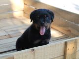 Rottweiler Yavrulari Yeni̇ Ai̇leleri̇ni̇ Bekli̇yor