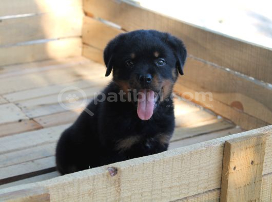 Rottweiler Yavrulari Yeni̇ Ai̇leleri̇ni̇ Bekli̇yor görsel
