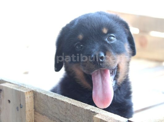 Rottweiler Yavrulari Yeni̇ Ai̇leleri̇ni̇ Bekli̇yor görsel