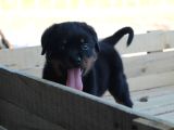 Rottweiler Yavrulari Yeni̇ Ai̇leleri̇ni̇ Bekli̇yor