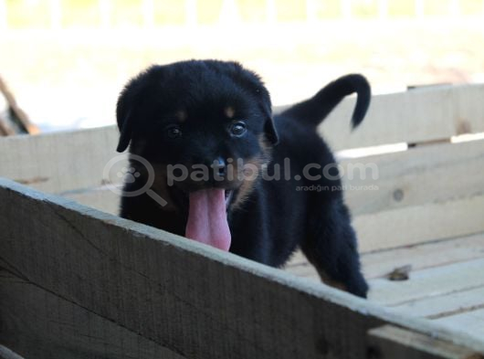 Rottweiler Yavrulari Yeni̇ Ai̇leleri̇ni̇ Bekli̇yor görsel