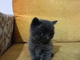 British Shorthair Yavrularımız