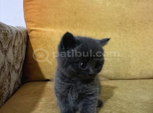 British Shorthair Yavrularımız görsel
