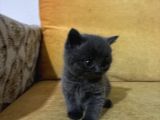 British Shorthair Yavrularımız