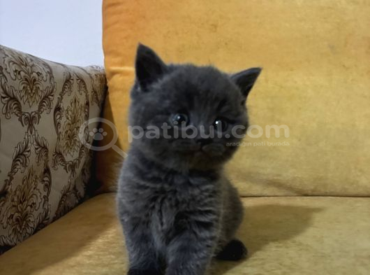 British Shorthair Yavrularımız görsel