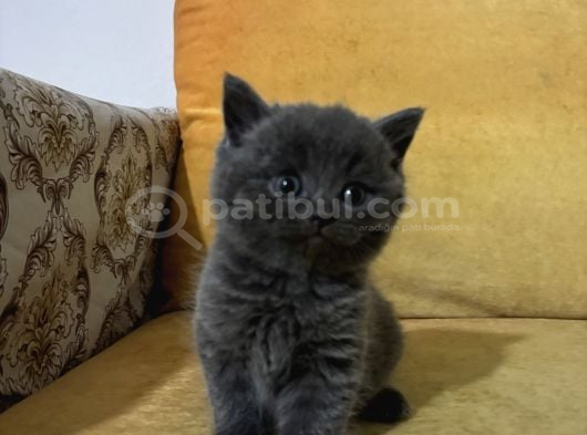 British Shorthair Yavrularımız