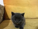 British Shorthair Yavrularımız