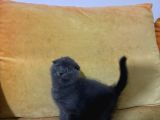 Scottish Fold Yavrularımız