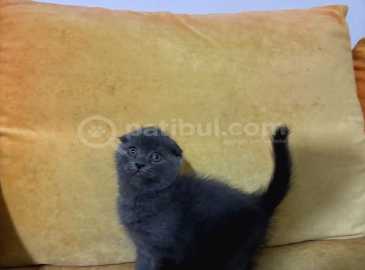 Scottish Fold Yavrularımız görsel