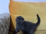 Scottish Fold Yavrularımız