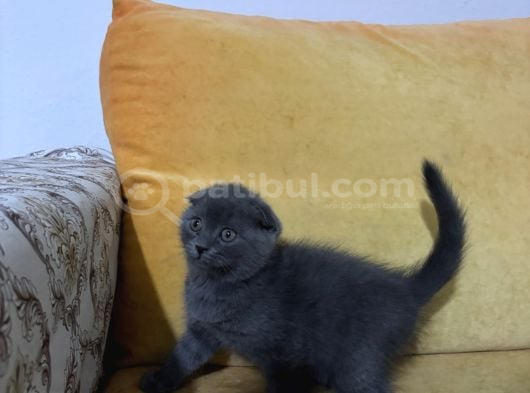 Scottish Fold yavrularımız