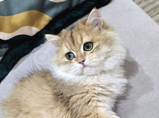 Ny 12 Golden british longhair