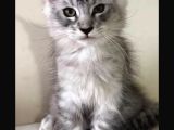 Maine Coon 3 Aylık Erkek Shaded Anne Baba Şecereli Istanbul