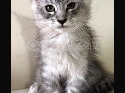 Maine Coon 3 Aylık Erkek Shaded Anne Baba Şecereli Istanbul görsel