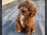 Eğitimli Ve Aşılı Toy Poodle Bebek Yeni Yuvasını Arıyor
