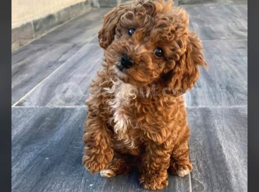 Eğitimli Ve Aşılı Toy Poodle Bebek Yeni Yuvasını Arıyor görsel