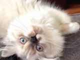 3 Aylık British Longhair Sağlıklı Yavrular
