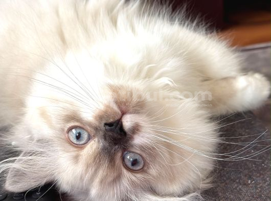 3 Aylık British Longhair Sağlıklı Yavrular görsel