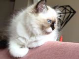 3 Aylık British Longhair Sağlıklı Yavrular