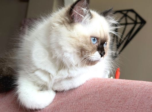 3 Aylık British Longhair Sağlıklı Yavrular görsel