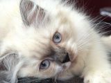3 Aylık British Longhair Sağlıklı Yavrular