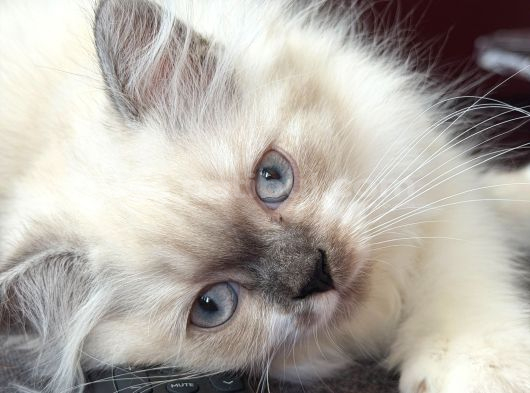 3 Aylık British Longhair Sağlıklı Yavrular görsel