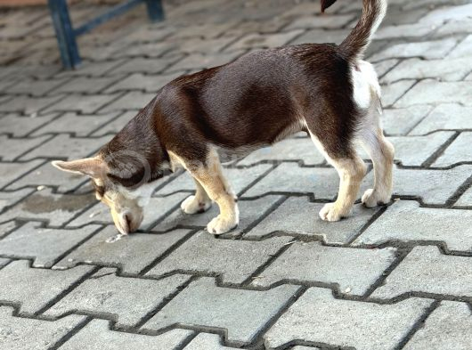 Dik Kulak Simit Kuyruk Tüm Aşıları Tam görsel