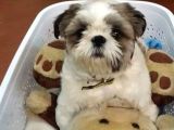Ev Hayatına En Uygun Irktır Shih Tzu