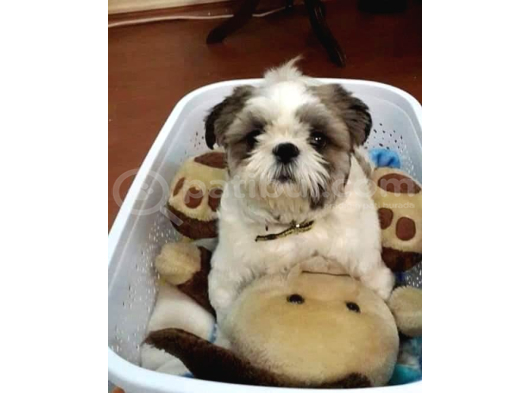 Ev Hayatına En Uygun Irktır Shih Tzu görsel