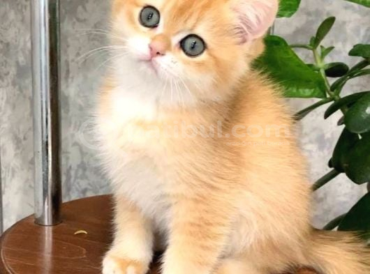 Altın Parlaklığında Golden British Shorthair görsel