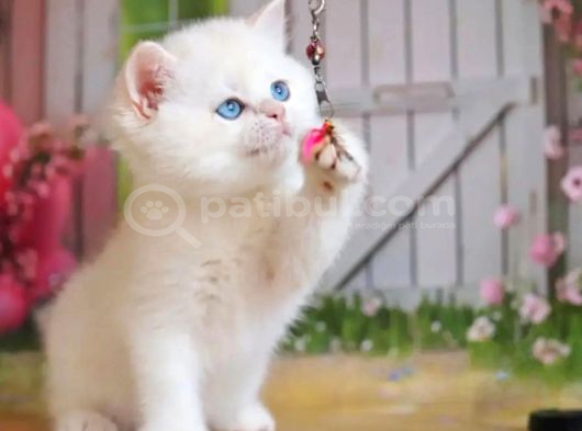 Kar Gibi Beyaz Silver British Shorthair görsel