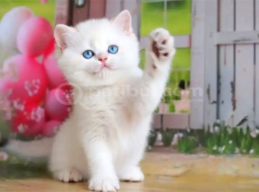 Kar Gibi Beyaz Silver British Shorthair görsel