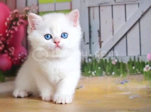 Kar gibi Beyaz Silver British Shorthair