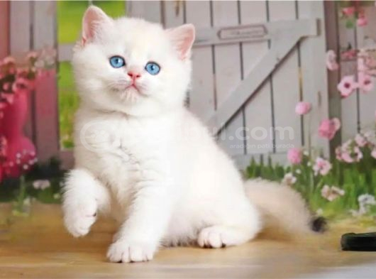 Kar Gibi Beyaz Silver British Shorthair görsel