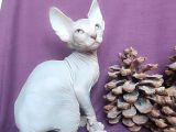 Sfenks Syphynx Kedi Yavruları