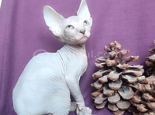 Sfenks Syphynx Kedi Yavruları görsel