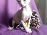 Sfenks Syphynx Kedi Yavruları